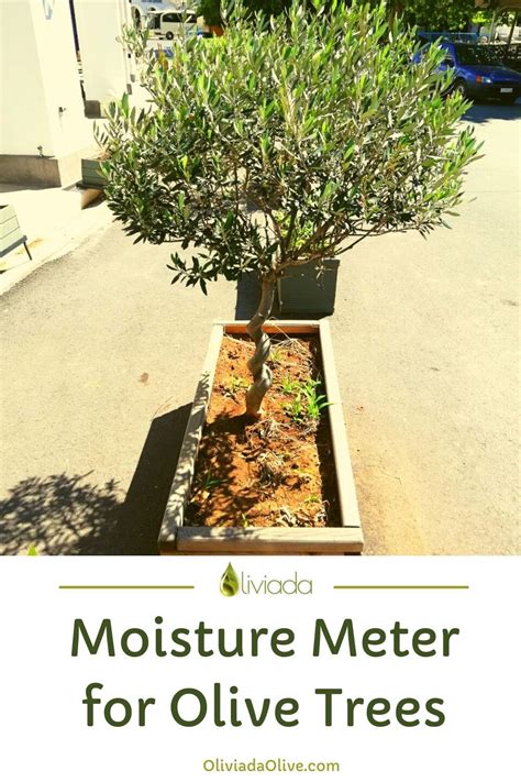 custom how to use a moisture meter on tree trunks|olive tree moisture meter manual.